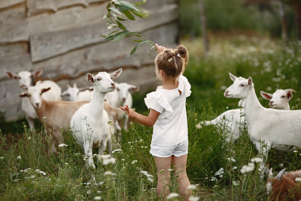 Kinderboerderij in maassluis